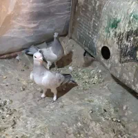 جفت با جوجه