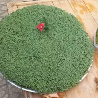 سبزه|گل و گیاه طبیعی|بروجرد, |دیوار