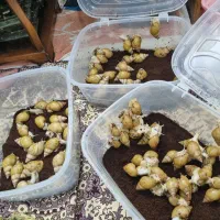 حلزون آچیچینا ی آفریقایی|خزنده|تهران, دبستان|دیوار