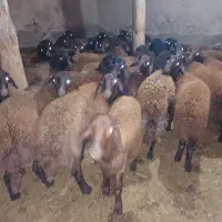 بره نر افشار 30عدد|حیوانات مزرعه|ماهنشان, |دیوار