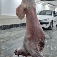 قصاب گوساله گوسفندسلاخ طیورشبانه روزتمام تقاطتهران