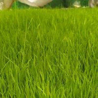 فروش توم فجر