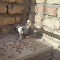 طوقی و سفید|پرنده|شیراز, کوشک میدان|دیوار