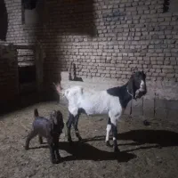 بزو