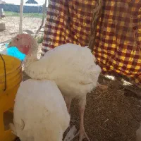 بوقلمون
