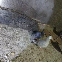 پلاکی ذات دار وطوقی|پرنده|بافق, |دیوار