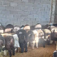 گوسفند زنده|حیوانات مزرعه|شیراز, شهرک مهدیه|دیوار