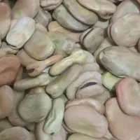 باقلا درشت و پزا