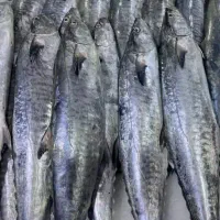 ماهی تازه جنوب رسید