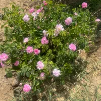 باغچه ۹۰۰ متری محدوده شهر ری..