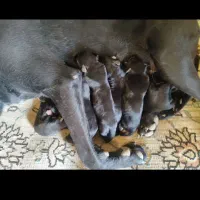 سگ ژرمن بلک اصلی ( همراه با ۶ عدد توله )|سگ|مشهد, دانشجو|دیوار