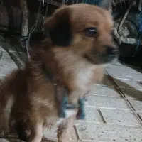 سگ پاپی
