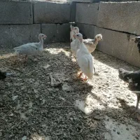 جوجه شاخدار 3ماهه