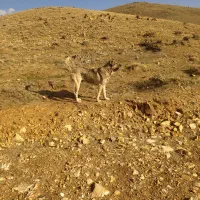 سگ سرابی|سگ|زنجان, |دیوار