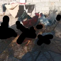 ۳عدد خروس گلین اصل