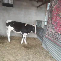 ۱راس گوساله نر