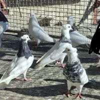 کبوتر طوق|پرنده|مریوان, |دیوار