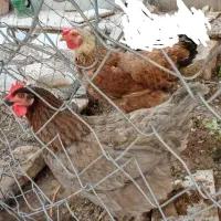 دو عدد مرغ تخم گذار