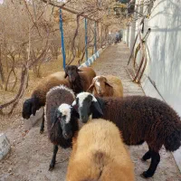 فروش فوری گوسفند اصیل سنگسری|حیوانات مزرعه|مهدی شهر, |دیوار