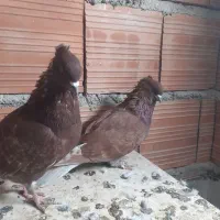 شازده پرشی|پرنده|گرگان, |دیوار