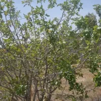 باغشهری-نشاط-زمین