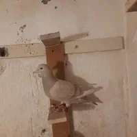 پرنده کوهی دورگ
