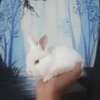 توله خرگوش لوپ وایت