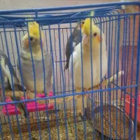 عروس هلندی نژاد سینامون|پرنده|اشتهارد, |دیوار