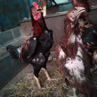 خروس لاری افغان اصل|حیوانات|تهران, تهرانپارس شرقی|دیوار