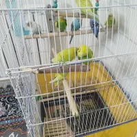 پرنده مرغ عشق