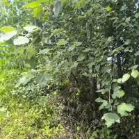 فروش چند اصله درخت جنگلی و صنوبر با مجوز