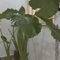 فروش گل بابا آدم