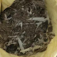 کود کفتر|لوازم جانبی حیوانات|تبریز, |دیوار