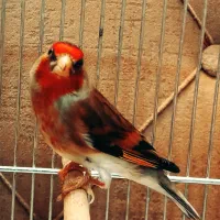 سهره قناری نر جوان|پرنده|اردبیل, |دیوار