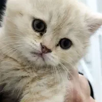 گربه بریتیش گلد دو ماهه