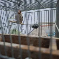 سهره کرمانی|پرنده|قدس, شهرقدس|دیوار