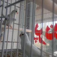 پرنده سرای ققنوس|پرنده|دوگنبدان, |دیوار