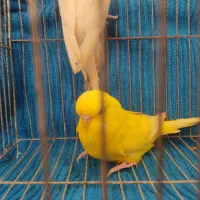 جفت مرغ عشق انگلیسی ۲۰۲۳|پرنده|بابل, |دیوار