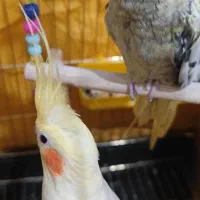 جفت عروس هلندی مولد