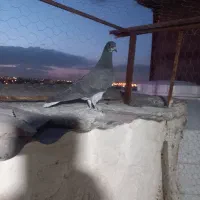 جوجه دم سفید