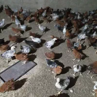 جوجه محلی|حیوانات مزرعه|شیراز, کیان آباد|دیوار