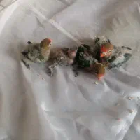 پرنده