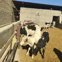 گوساله دو رگ نر|حیوانات مزرعه|جوادآباد, |دیوار