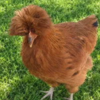 مرغ نژاد دار لهستانی