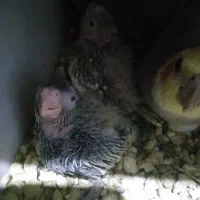 جوجه سر لاکی عروس هلندی