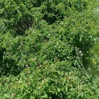 باغ2200متری|فروش خانه و ویلا|میانه, |دیوار