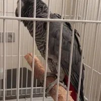 کاسکو پرکلام جمله گو پر صحبت نر ۴ ساله|پرنده|تهران, اسکندری|دیوار