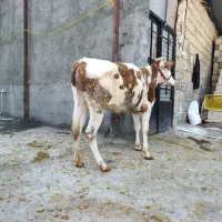 گوساله سیمینتال|حیوانات مزرعه|بیلوار, |دیوار