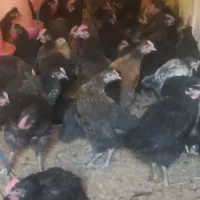 جوجه مرغ و خروس محلی|حیوانات مزرعه|زید آباد, |دیوار