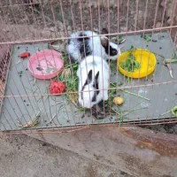 خرگوش کوچولو تازه علف خوار